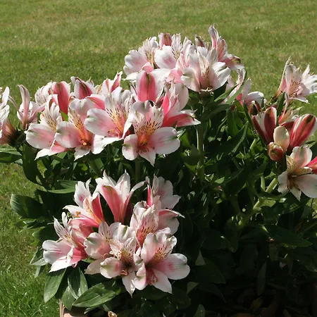 Privillage Stare - 3* Бохинь