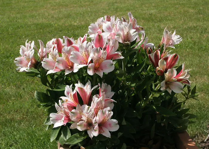 Privillage Stare - 3* Bohinj